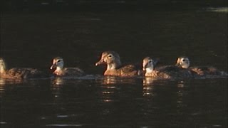 Wood Duck Ducklings, 7/4/16, Fisk Pond - Natick