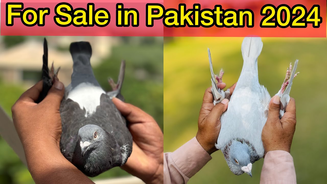 Racing Pigeons for Sale in Pakistan 2024 | Racer pigeon for sale