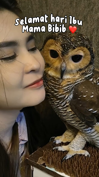Bibib love Mama!!❤️ Happy Bibib Mother’s Day #animals #burunghantu #funnyvideo #hewanlucu #owl