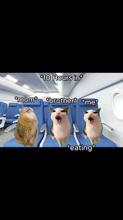 CAT MEMES 🐱 12 HOUR Flight To Korea #catmemes #relatable #shorts