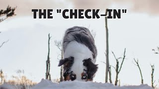 How I Get My Dog To "Check In" With Me