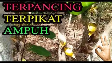 Yang Ini Terbukti Suara Pikat Burung Kecil Paling Ampuh Jos