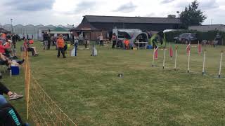 Download Lagu Wilma Steenbakkers \u0026 Vita (Evita von der Nidderspitz)  1e graad juli ‘20, Bemmel MP3