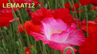 LEMAAT12