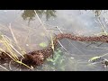 Crazy fire ant bridge | True teamwork