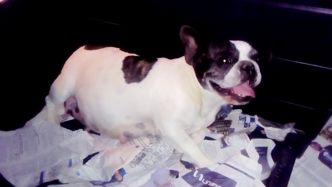 Bulldog francés y otras razas como ayudar en su parto