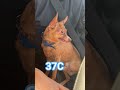 жара тойчик Скиффуша собака Dog Dog Shots Chihuahua Cat Pets Puppy жара тойчик Скиффуша собака Dog Dog Shots Chihuahua Cat Pets Puppy