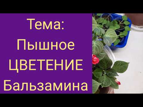 Бальзамин будет цвести как сумашедший.