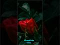 TAKE TIME TO SMELL THE ROSES! #manifestation #love #channel #forest