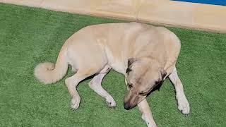 Mika the Kangal has officially opened the summer season in Gozo Malta! by Kangal Whisperer Mike 184 views 8 days ago 2 minutes, 14 seconds
