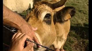 Grandeur Nature - La vache Aubrac - Documentaire animalier