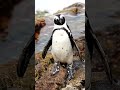 Dancing Penguin Shortsviral Chickendance