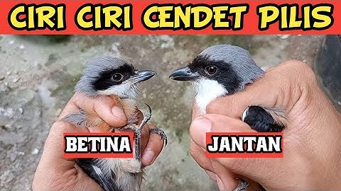 Cara Membedakan Cendet Pilis Jantan Dan Betina Paling Akurat