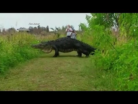 Vídeo: Vídeo De Um Enorme Jacaré Na Flórida