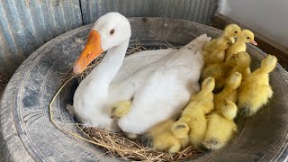 Amazing Pekin Duckling Hatching From Eggs  Nee Baby Duck Born