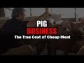 Thumb of Pig Business video