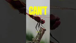 🐉 DRAGONFLIES Are Nature's FASTEST Flying Hunters! 😱