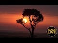 safariLIVE - Sunrise Safari - December 22, 2018