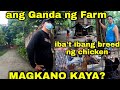 (Part 2 ) FREE RANGE CHICKEN | ANG DAMING  MANOK  | ANG GANDA NG FARM