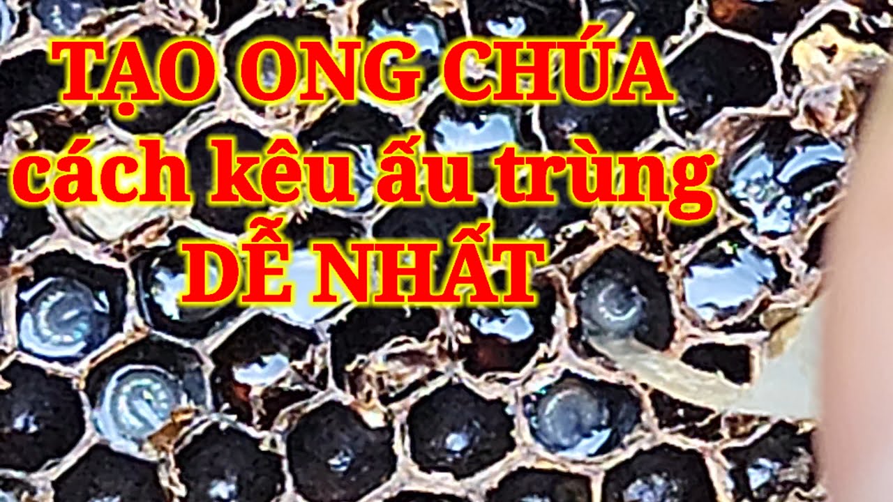 MẸO KÊU ẤU TRÙNG DỄ NHẤT