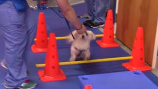 Petyen Visits Canine Rehab Of New York