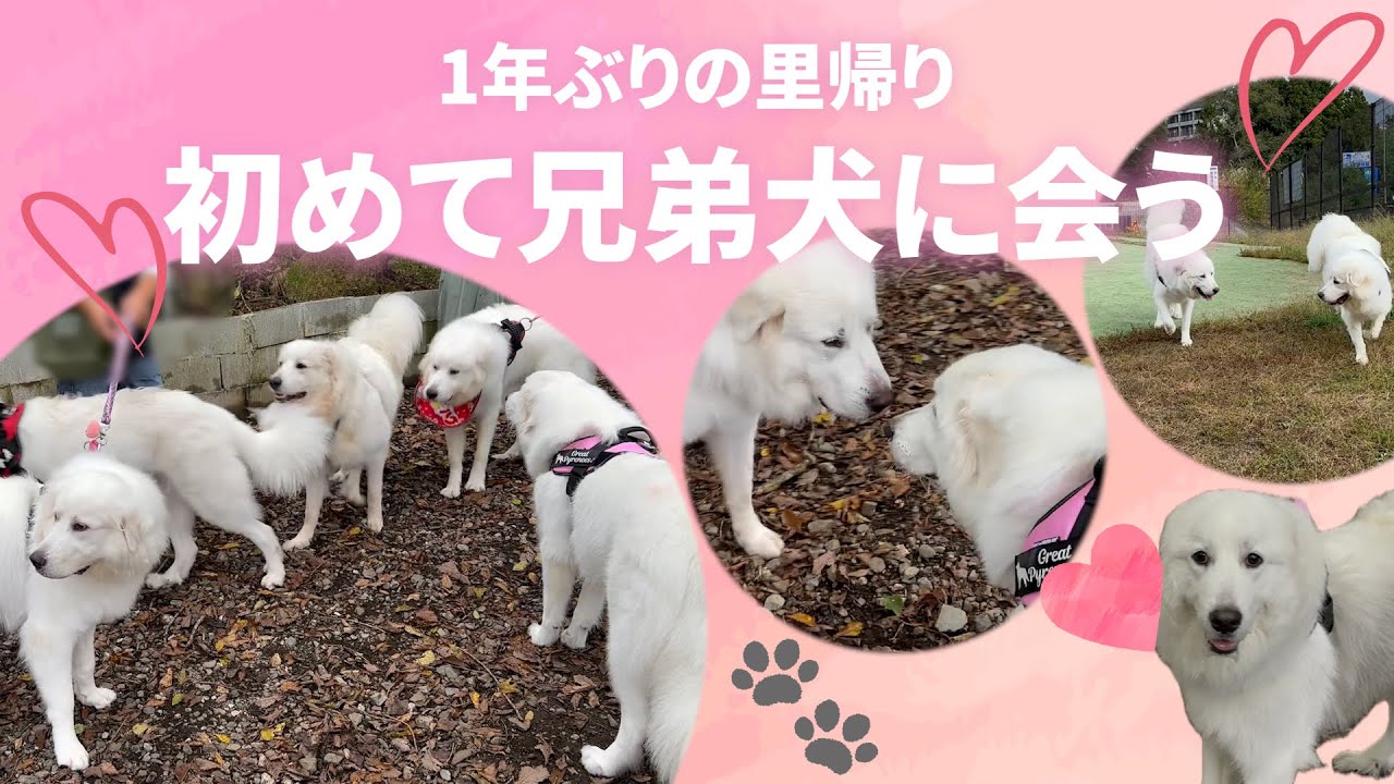 【1年ぶりの里帰り】初めての兄弟犬＆同胎犬に再会