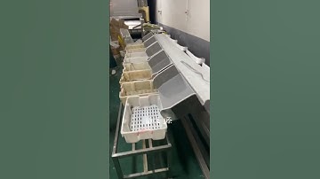 Hairtail weight sorting machine #seafoodprocessing #fillet #fishprocessing #fish #food