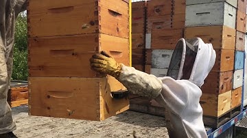 Pulling Back Honey with an Ezyloader