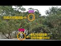 20210208 圓寶突破防爬圍欄登上高峰,保育員們使出渾身解數救援成功 The Giant Panda Yuan Yuan and Yuan Bao