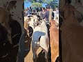 PREÇO DO BEZERRA NA FEIRA GADO DE TABIRA PE 17 06/2026