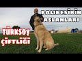 BALIKESİRİN ASLANLARI TÜRKSOY ÇİFTLİĞİ