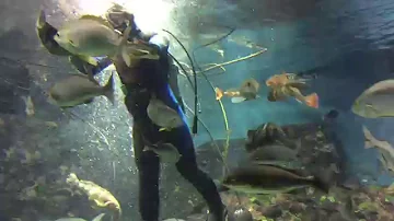 タコに餌やり