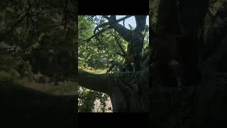 Finding some “king” in a tree #rdr2