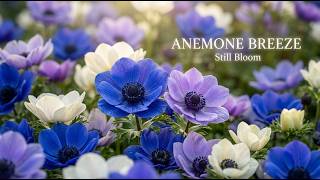 Still Bloom — Anemone Breeze 🌸 A Gentle Garden Waltz for Peaceful Mornings & Soft Thoughts