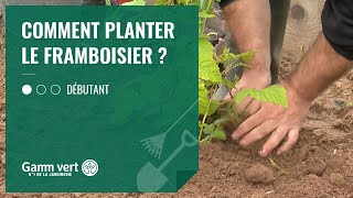 [TUTO] Comment planter un framboisier ? - Jardinerie Gamm vert