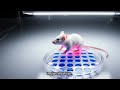 The Oxygen Paradox  Unlocking Human Regeneration