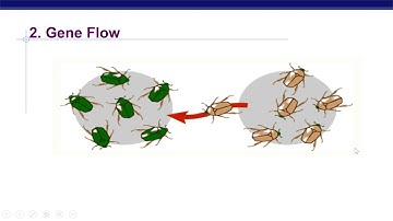 Mechanisms of Evolution