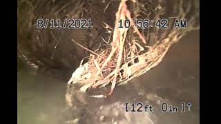 What you can find in a sewer pipe  - Lateral Pipe - CCTV Toronto Anta Plumbing by Anta Plumbing 62 views 2 years ago 1 minute, 42 seconds