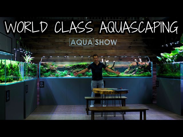 AQUASCAPES MADE BY WORLD CHAMPIONS! Amazing Aquarium Gallery in Poland class=