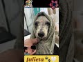 Julieta la viejita hermosa 🤍🐾 #peluqueríacanina #puppy #superpet