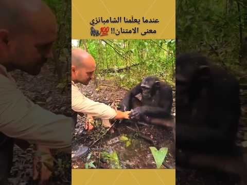عندما يعل منا الشامبانزي معنى الامتنان حيوانات