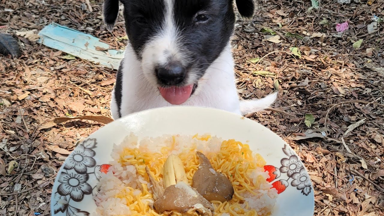 Oh, it seems so delicious, the puppy eats noodle soup 