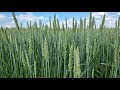 Як та коли захищати пшеницю в період колосіння