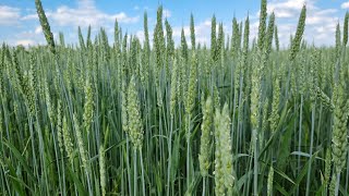Як та коли захищати пшеницю в період колосіння