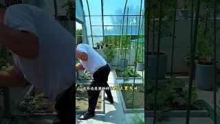 The cucumbers, watermelons, and tomatoes grown on the rooftop
