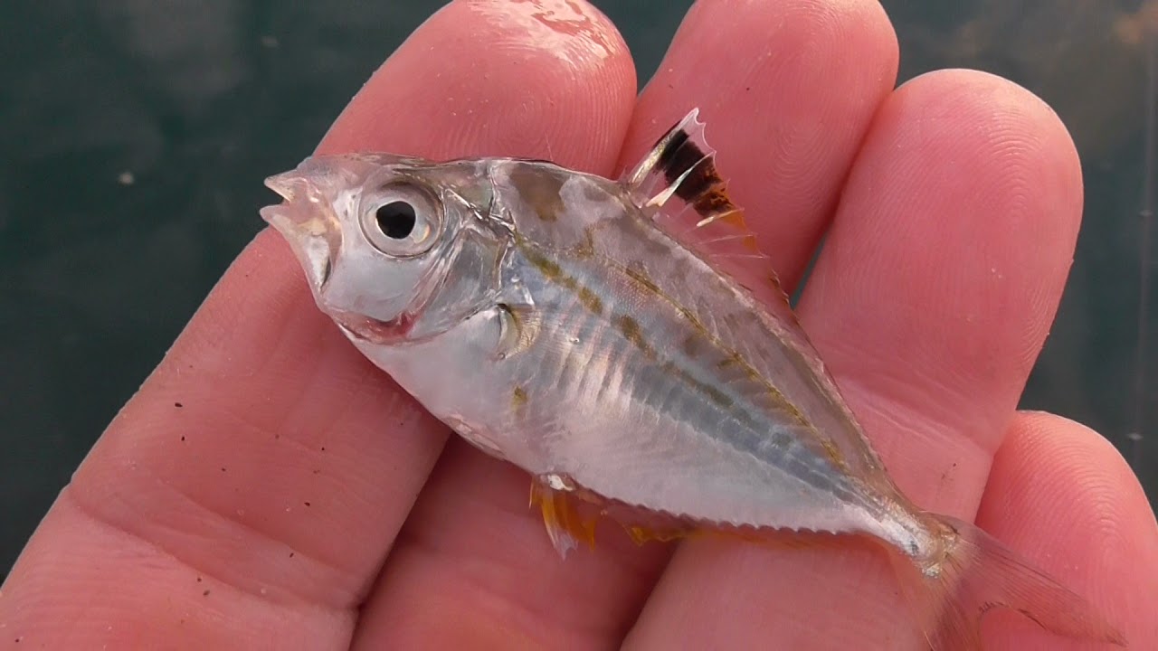 ヒイラギはエサ取りや雑魚ではなく 地域により重宝されており 魚図鑑でも美味しさ度で 5つ星が付いているものがあるほど 一度試してみる価値はあります Youtube