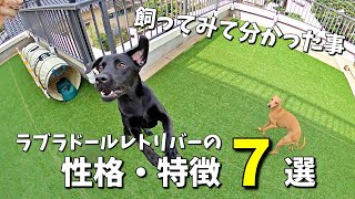 ラブラドールを飼ってみて分かった性格・特徴選色々と聞いてはいましたが…w