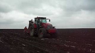 Energetic willow plantation Agrifarm,Dolj,Romania