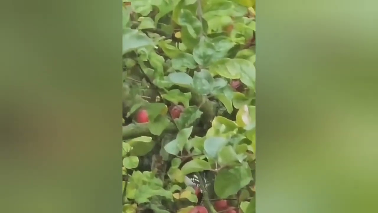 SPECHT | woodpecker | 