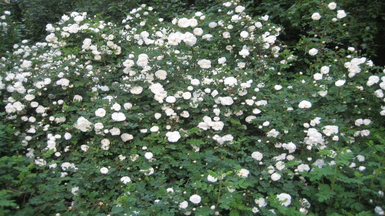 Узлы в щитовидке развязались - YouTube